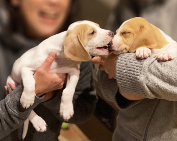 初めて犬を飼う 里親準備編 ペットショップと保護犬譲渡 保護犬カフェとの出会い 今週のペルル店長