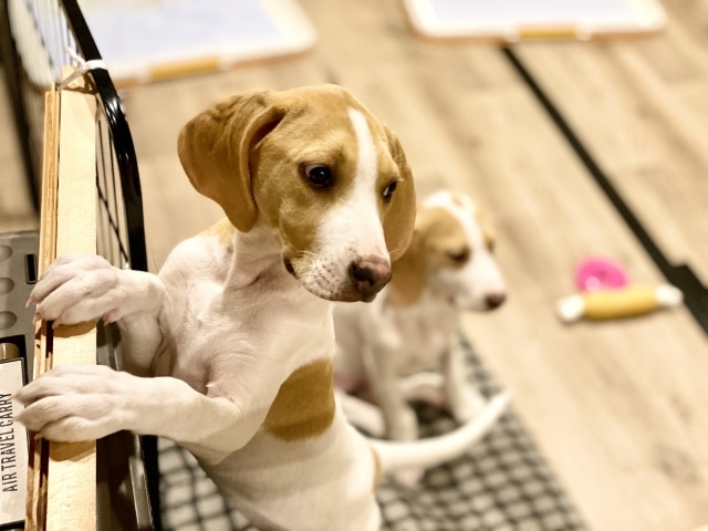 初めて犬を飼う 里親準備編 ペットショップと保護犬譲渡 保護犬カフェとの出会い 今週のペルル店長