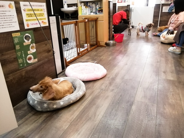 保護犬カフェ　大阪　本部　鶴橋　料金　里親　条件