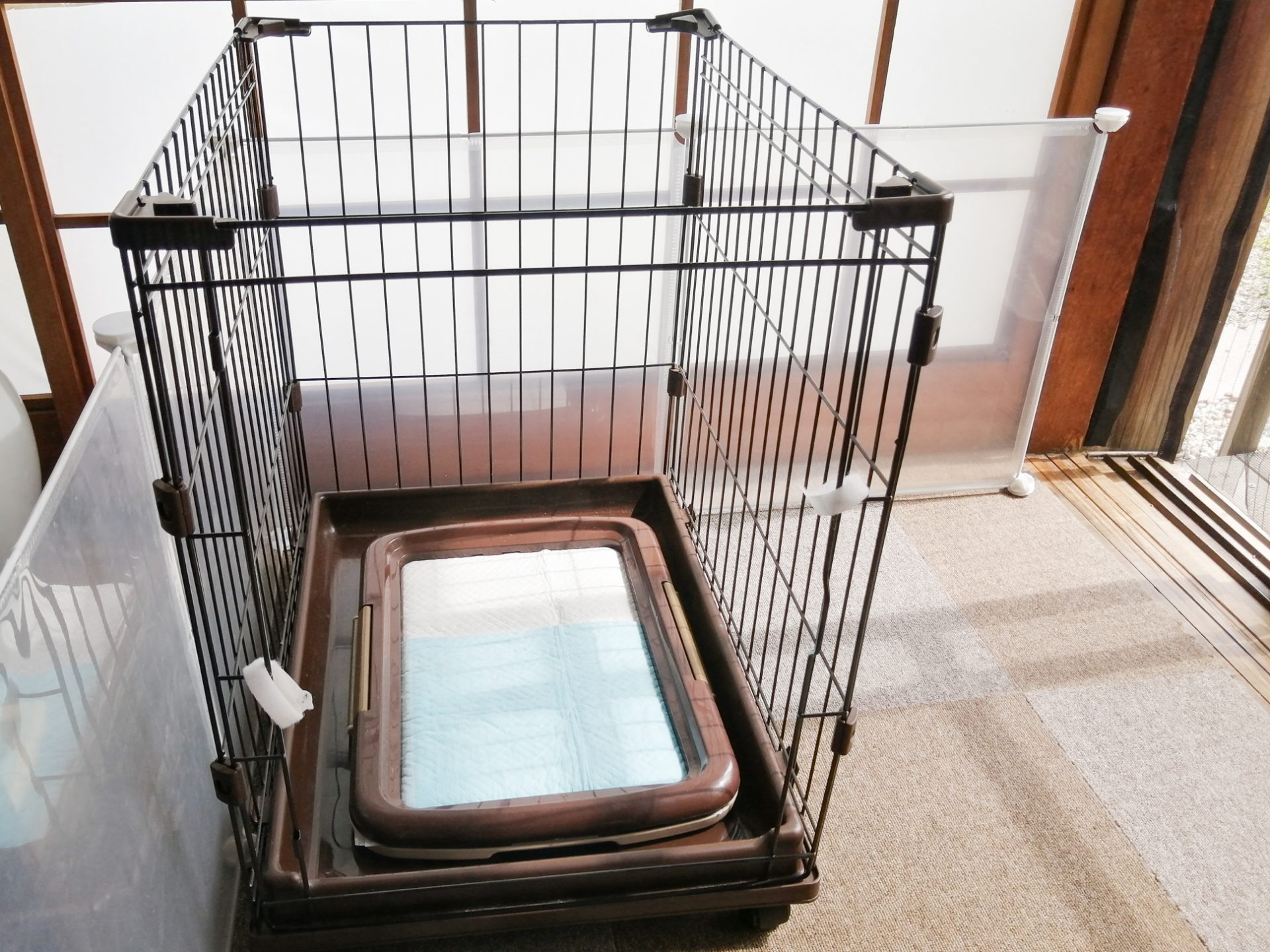 初めて犬を飼う 保護犬お迎え編第2話 室内で犬を飼う準備とケージで寝る時に鳴くペルル 今週のペルル店長 初めて犬を飼う 保護犬お迎え編第2話 室内で犬を飼う準備とケージで寝る時に鳴くペルル 今週のペルル店長