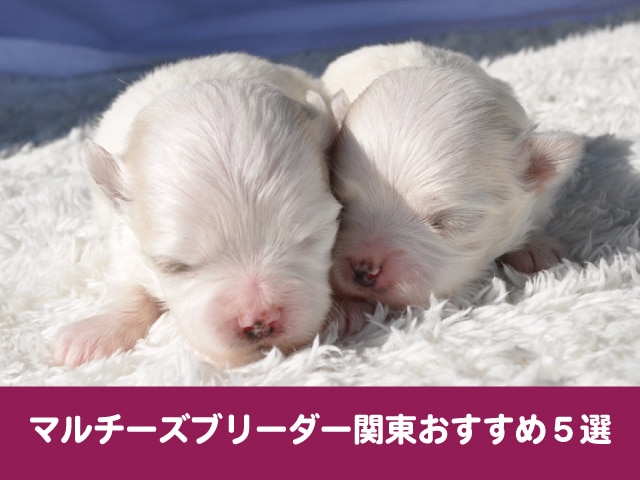 負 控えめな 病的 マルチーズ 専門 犬 舎 Valuevarsity Org 負 控えめな 病的 マルチーズ 専門 犬 舎 Valuevarsity Org