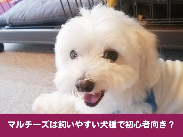 マルチーズは飼いやすい犬種 初心者向けか実際に飼ってみた感想を紹介 今週のペルル店長