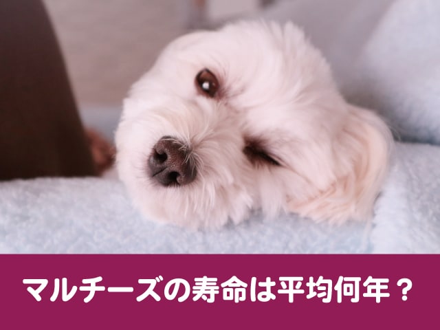 マルチーズの寿命は平均何年 高齢の小型犬に多い病気も調べてみた 今週のペルル店長 マルチーズの寿命は平均何年 高齢の小型犬に多い病気も調べてみた 今週のペルル店長