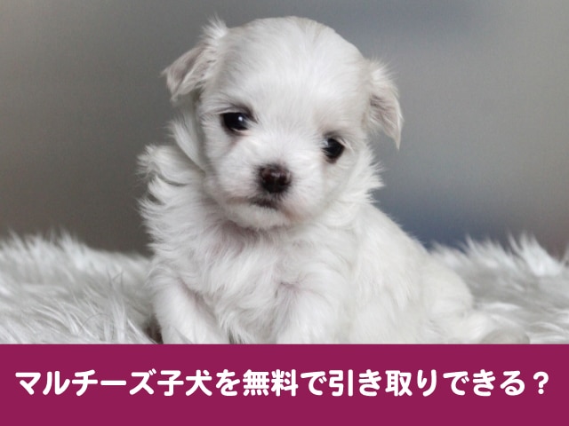 マルチーズ里親 無料で子犬を引き取りできる 譲渡募集の費用もご紹介 今週のペルル店長