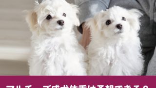 マルチーズ　成犬　体重　予想　成長　大きさ　平均　食事量