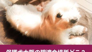 保護犬　大阪　譲渡会　場所　無料　費用　引き取り