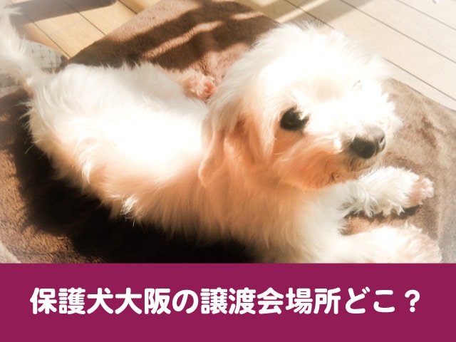 飼え なくなっ た 犬 の 引き取り 大阪