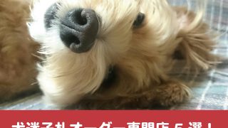 犬迷子札の手作りはレジンが簡単 プラ板プレートの激安作り方も紹介 今週のペルル店長