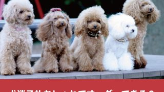 犬迷子札の手作りはレジンが簡単 プラ板プレートの激安作り方も紹介 今週のペルル店長