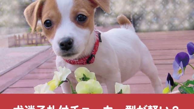 犬迷子札は首輪のどこにつける ハーネス併用時の付け方は 今週のペルル店長 犬迷子札は首輪のどこにつける ハーネス併用時の付け方は 今週のペルル店長