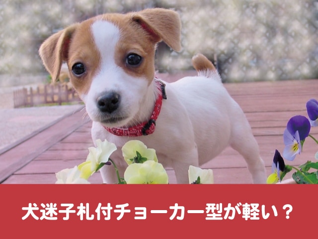 犬迷子札付チョーカー型が軽い メリットデメリットも調べてみた 今週のペルル店長 犬迷子札付チョーカー型が軽い メリットデメリットも調べてみた 今週のペルル店長