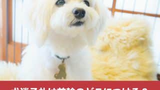 保護犬カフェ東京都内おすすめ5選 評判や口コミも紹介 今週のペルル店長