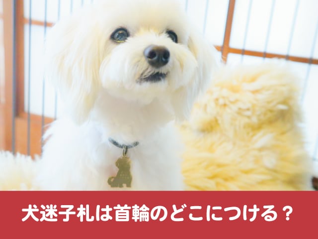 犬迷子札は首輪のどこにつける ハーネス併用時の付け方は 今週のペルル店長