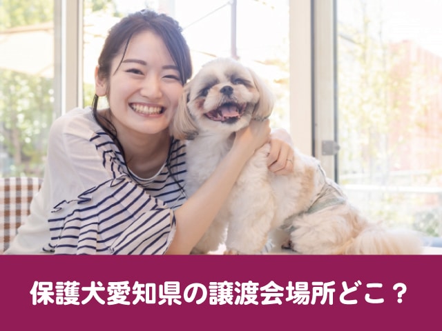 保護犬　愛知　譲渡会　場所　行き方　参加方法