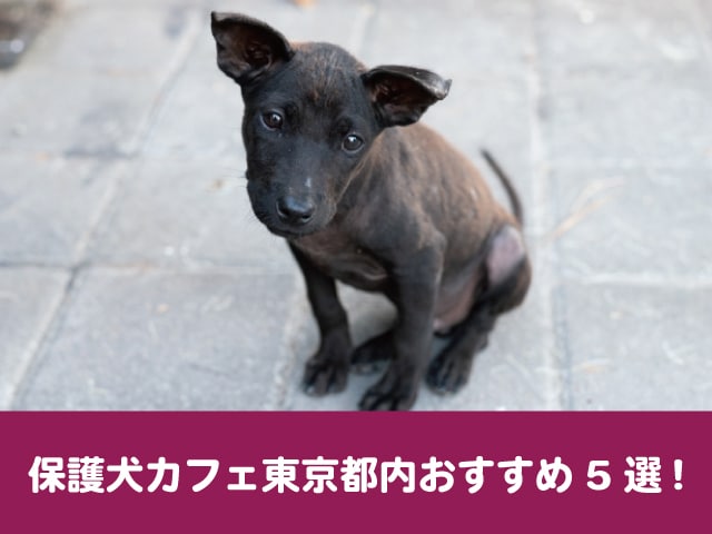 保護犬カフェ　東京都内　おすすめ　評判　口コミ