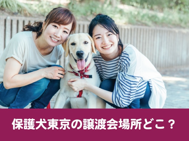 保護犬東京の譲渡会場所どこ 引き取り条件は厳しいのか調べてみた 今週のペルル店長