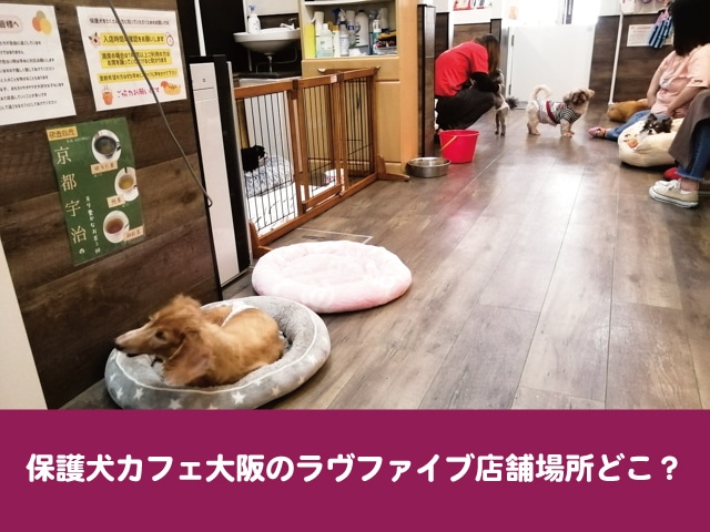 保護犬カフェ　大阪　ラブファイブ　店舗　アクセス　駐車場