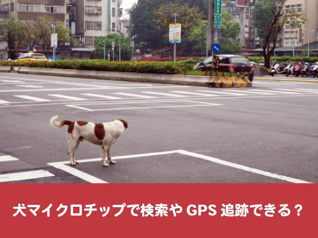 犬マイクロチップ　検索　GPS　探し方　紹介　迷子　居場所　追跡