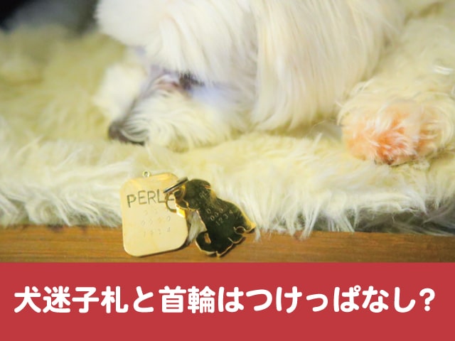 犬　迷子札　ネックレス　人気　おしゃれ　かわいい　デザイン　誕生石　ジュエリー