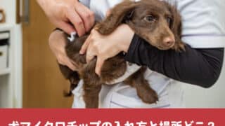 犬マイクロチップ　入れ方　場所　どこ　破損　位置　動く　事故