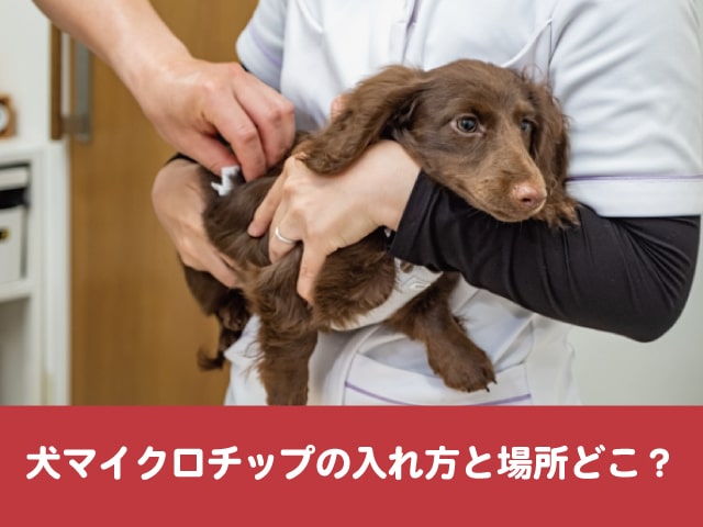 犬マイクロチップ　入れ方　場所　どこ　破損　位置　動く　事故