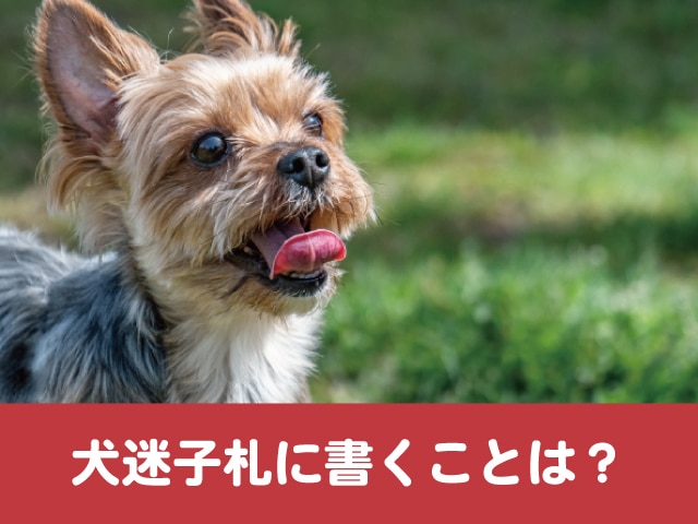 犬　迷子札　電話番号　名前　書くこと　マイクロチップ　情報　必要