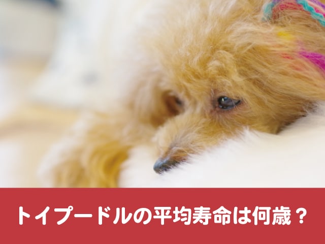トイプードルの寿命は短い ギネス最長年齢となりやすい病気は予防できるか調べてみた 今週のペルル店長