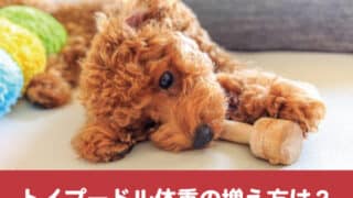 トイプードル　体重　増え方 子犬　平均　体重推移　増えない　食事量