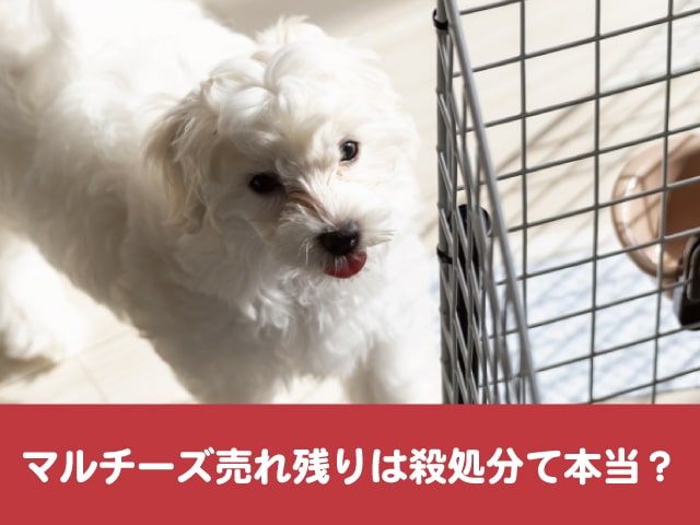 マルチーズ　売れ残り 殺処分　成長　売れない　どうなる