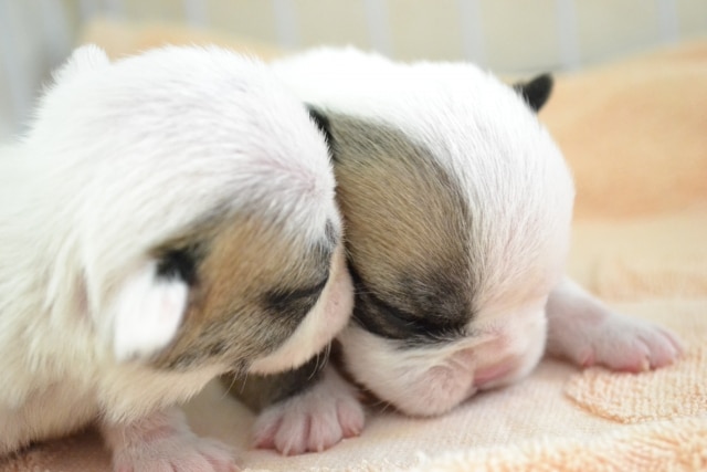 迷子札　保護犬　繁殖犬　里親　迷子