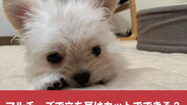 マルチーズ　立ち耳　カット　耳　かわいい　トリミング　オーダー