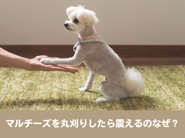 マルチーズを丸刈りしたら震えるのなぜ 毛玉と寒さ対策できるカットは 今週のペルル店長