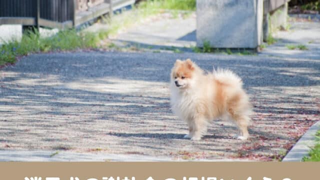 迷子犬　謝礼 相場　いくら　保護　経費　現金　必要