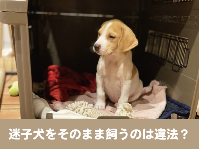 迷子犬　そのまま飼う 警察　届出　勝手に　飼う　窃盗罪