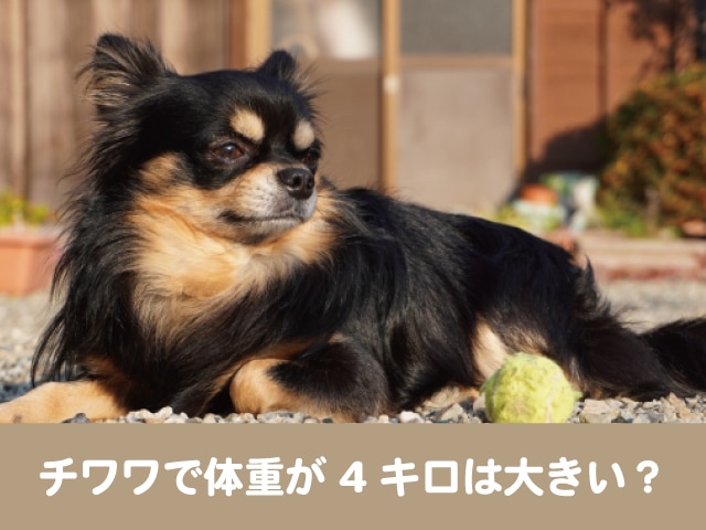 チワワの体重4キロ超えは大きい 子犬の体重平均推移と成長が止まるのはいつ 今週のペルル店長
