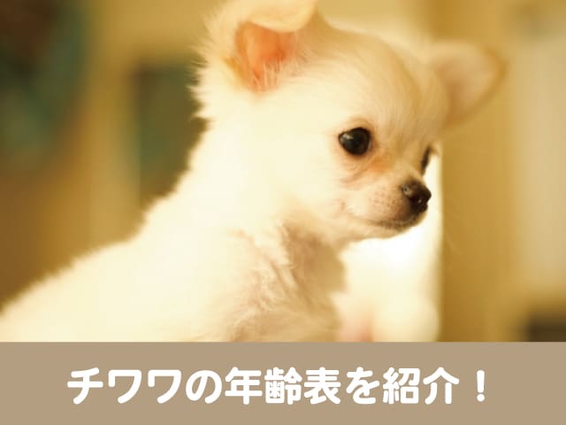 チワワの年齢表を紹介 子犬は何か月が成犬で人間に計算すると何歳 今週のペルル店長