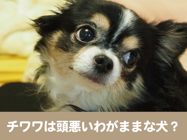 チワワは頭悪いわがままな犬 狂暴で噛むうえ気が強い 今週のペルル店長 チワワは頭悪いわがままな犬 狂暴で噛むうえ気が強い 今週のペルル店長