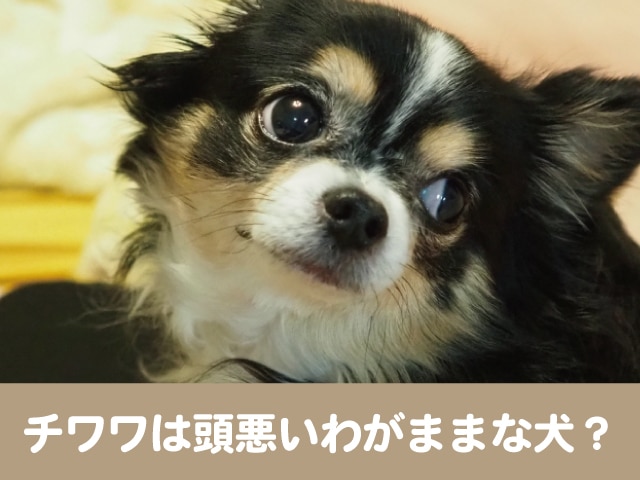 チワワは頭悪いわがままな犬 狂暴で噛むうえ気が強い 今週のペルル店長