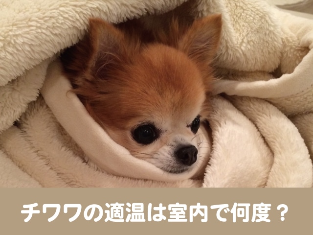 チワワは室温度が適温 冬と夏はエアコンが必要 今週のペルル店長