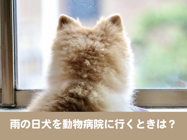 雨 犬 動物病院　どうする　キャリー　レインコート