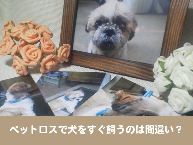 すぐ飼う　犬　新しい子　迎える　罪悪感