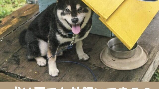 犬　雨　外飼い　小屋に入らない　外にいる　かわいそう