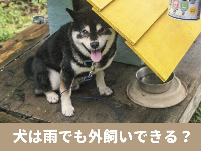 犬　雨　外飼い　小屋に入らない　外にいる　かわいそう