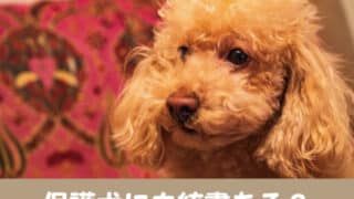 保護犬　血統書　保健所　純血種　子犬