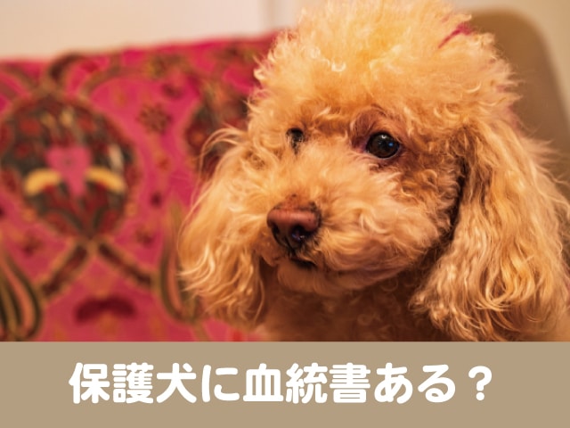 保護犬　血統書　保健所　純血種　子犬