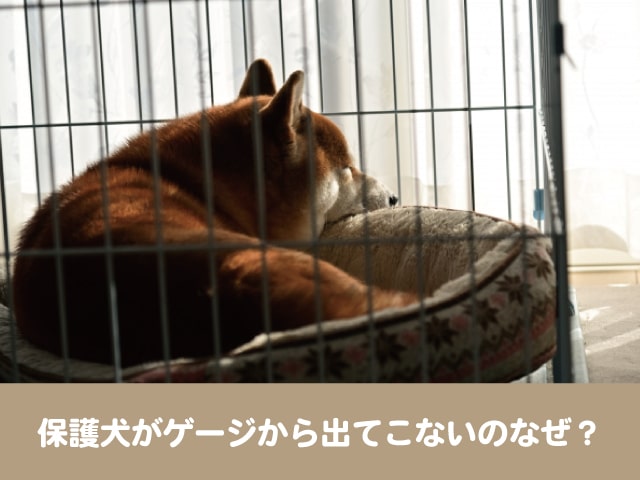 保護犬　ゲージ　出てこない 警戒心　動かない　できること