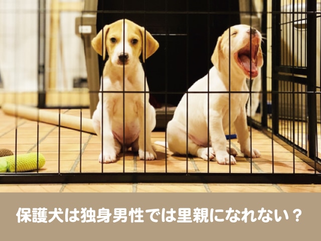 保護犬　独身男性　 譲渡　条件　単身者　厳しい