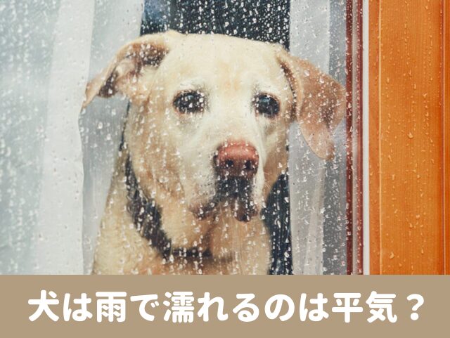 犬　雨　平気　濡れる　散歩　震える　風邪