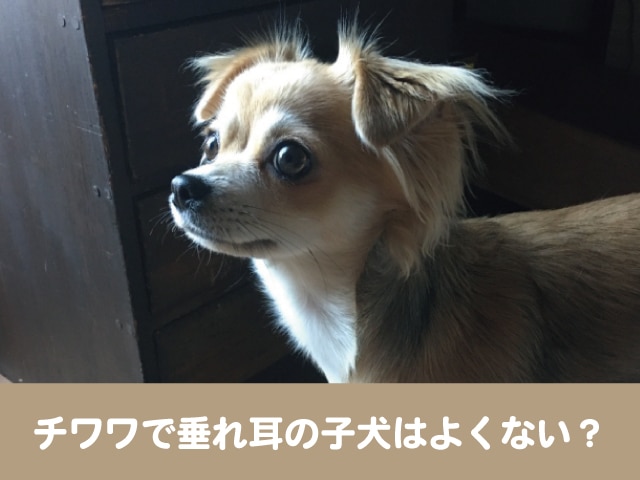 チワワ　垂れ耳 子犬　耳　立たせる　矯正