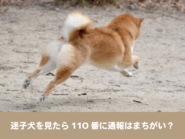 迷子犬　110番 通報　保護　どこに　連絡